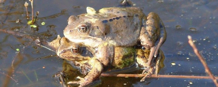 Paartje bruine kikker in paarhouding (amplex) op het ijs, eind februari Zuid-Limburg