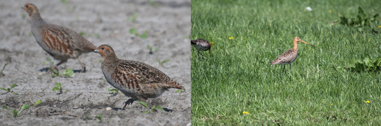 Patrijs op akker (links); grutto in grasland (rechts)