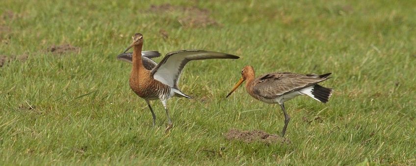 Limosa limosa. Grutto