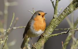 Ad Sprang, voor Vogelbescherming Roodborstje