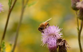 Andrena fulva op een gebiedsdistel