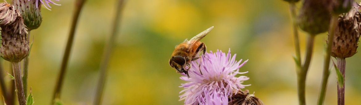 Andrena fulva op een gebiedsdistel