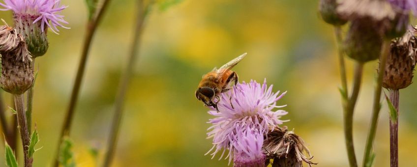 Andrena fulva op een gebiedsdistel