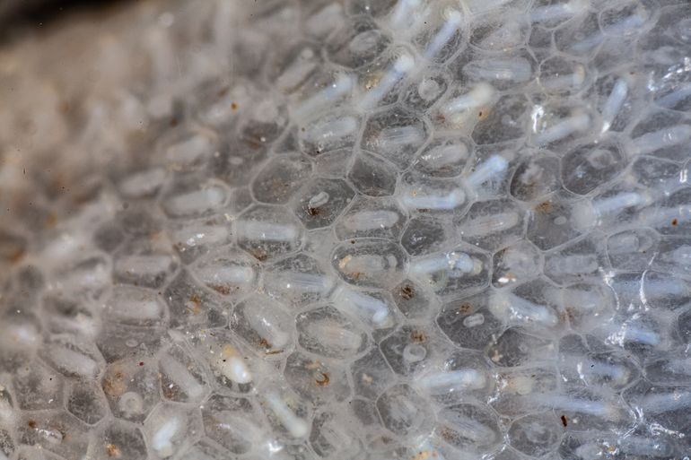 Grijze zeevinger. De individuele diertjes (zoïden) waaruit de kolonie is opgebouwd, vormen een honingraatachtige structuur