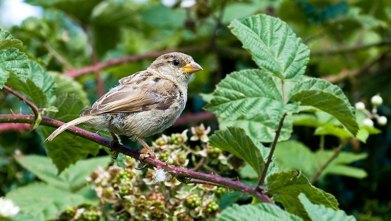 Af en toe een braam is lekker, maar als ze alles overwoekeren, blijven er weinig andere planten (en insecten) over