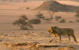 Mannetjesleeuw loopt door de woestijn, Namibië