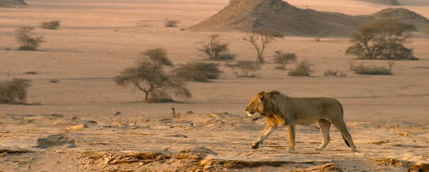 Mannetjesleeuw loopt door de woestijn, Namibië