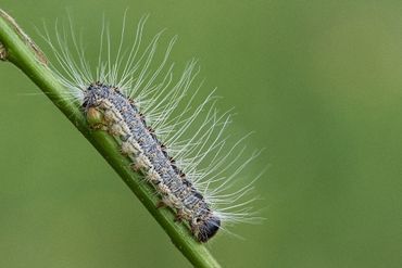 Een eikenprocessierups