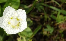 SoortenNL parnassia