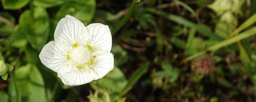 parnassia