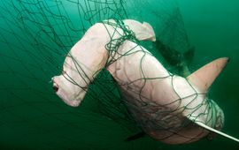 Brian J Skerry, National Geographic Stock,WWF Hamerhaai in een visnet