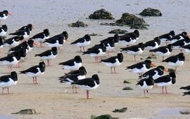 Hans Peeters Scholeksters Terschelling