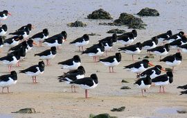 Scholeksters Terschelling