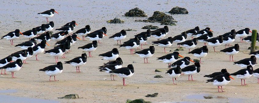 Scholeksters Terschelling