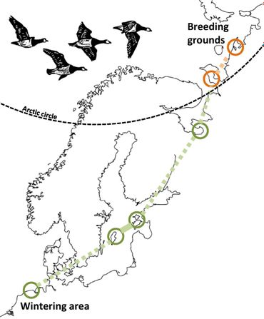 Wintering areas and breeding grounds of barnacle geese