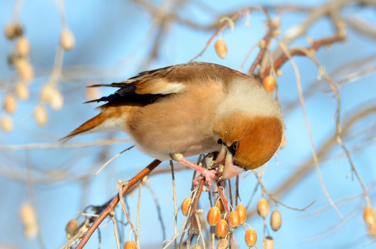 Appelvink