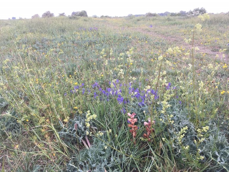 Groeiplaats walstrobremraap op het rivierduin in Winssen