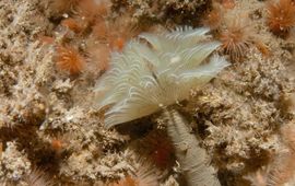 Wijnand Vlierhuis Bispira volutacornis waaierkokerworm