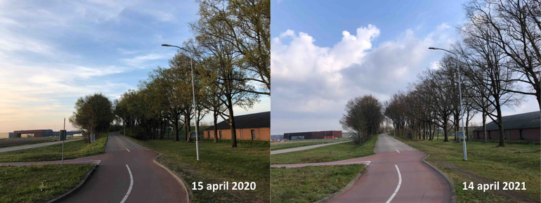 Verschil in bladontplooiing van zomereiken in Ede tussen 2020 en 2021