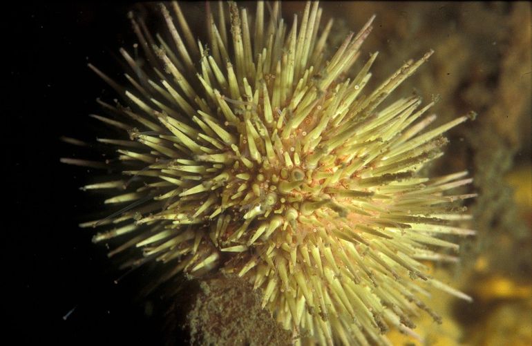 De gewone zeeappel is een voorbeeld van een regelmatige zee-egel die in de Noordzee voorkomt