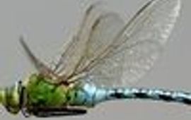 vliegende keizerlibel klein
