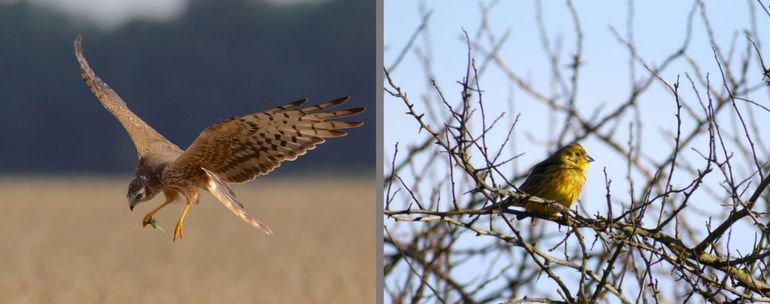 Links: Vrouwtje Grauwe Kiekendief brengt Grote Groene Sabelsprinkhanen naar het nest. Rechts: Geelgors is steevast te vinden in het veldstruweel van Boerenbuitengebied