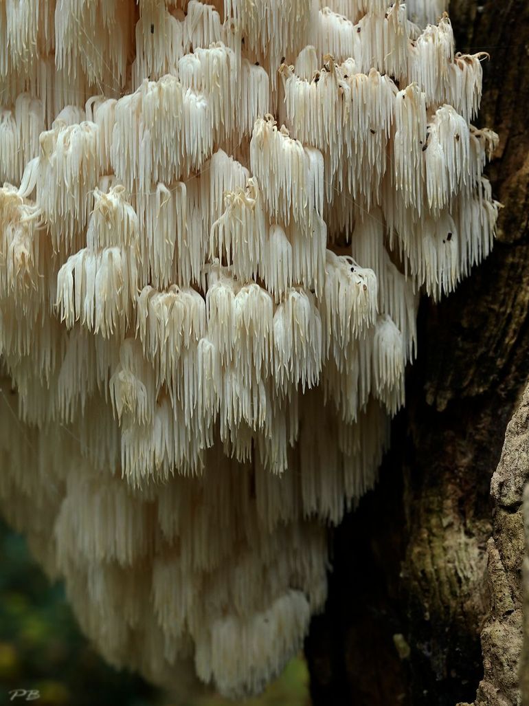 Kammetjesstekelzwam - Hericium coralloides