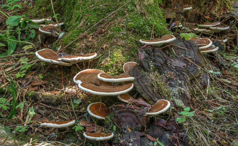 Kort- en langstelige vormen van de Gesteelde lakzwam op een stronk in het moerasbos van de Jagersplas