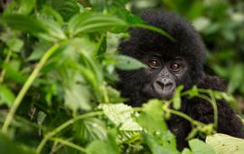 WWF Gorilla