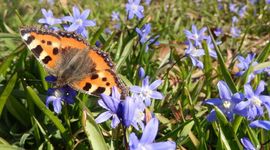 Kars Veling kleine vos op Scilla - primair