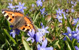 kleine vos op Scilla - primair