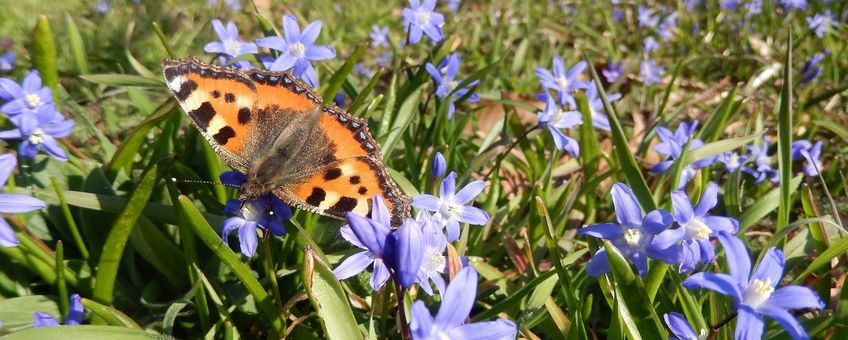 kleine vos op Scilla - primair