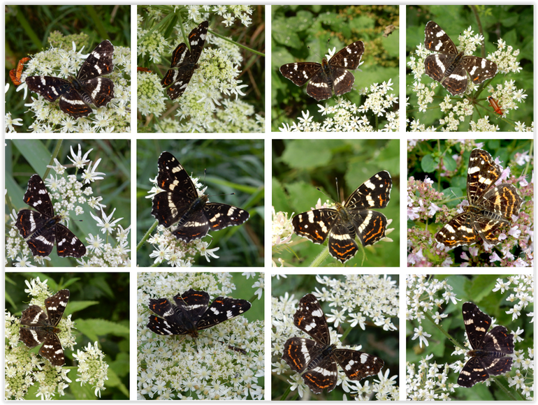 Er is flinke individuele variatie in kleur bij het landkaartje