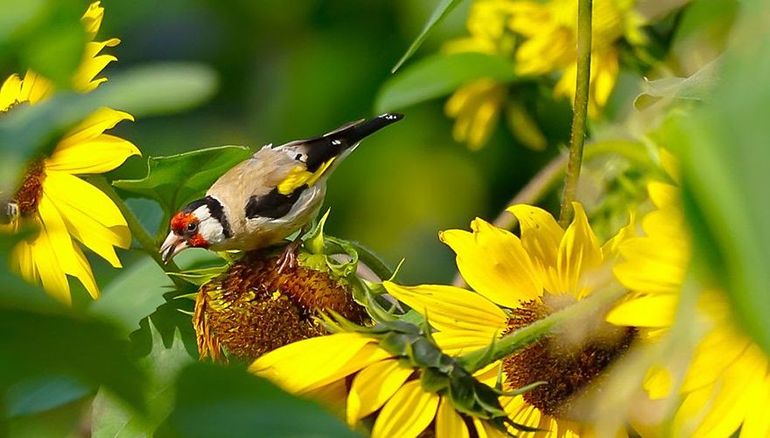 Seed eaters, like this goldfinch, love sunflower seeds.  Leave faded flowers for them