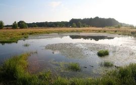 Een van de nieuwe wateren in het Strijper Aa gebied met een weelderige watervegetatie van fonteinkruiden en drijvende waterweegbree (Foto: Jöran Janse)