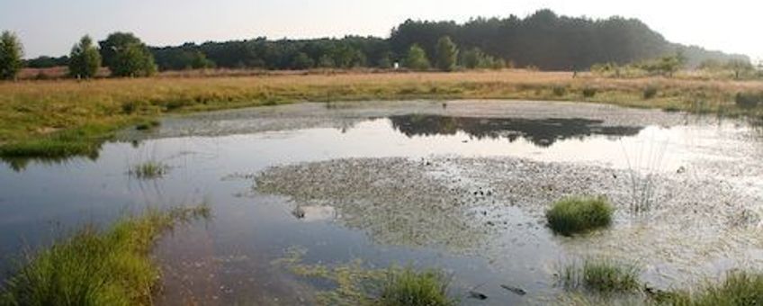 Een van de nieuwe wateren in het Strijper Aa gebied met een weelderige watervegetatie van fonteinkruiden en drijvende waterweegbree (Foto: Jöran Janse)