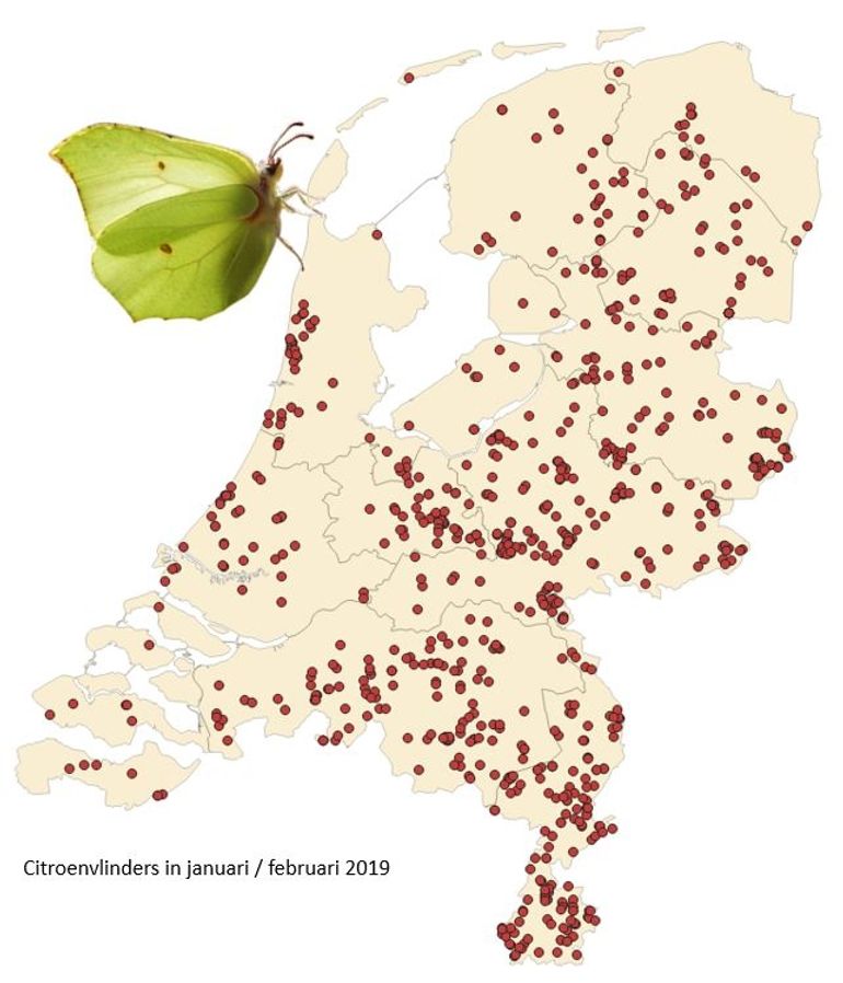 In het tweede weekend van februari 2019 werden in heel Nederland overal citroenvlinders gemeld