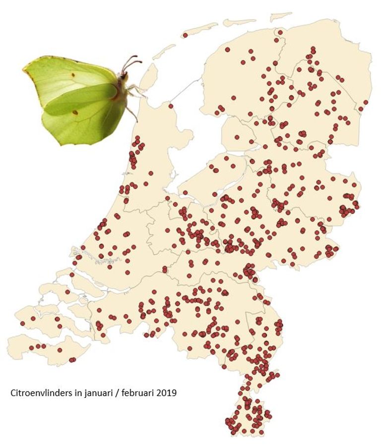 In het tweede weekend van februari 2019 werden in heel Nederland overal citroenvlinders gemeld