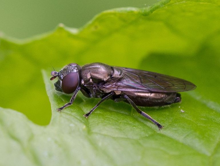 Dit is een bosglimmer, maar welke van de twee? Op foto's is het vaak niet mogelijk om de soorten van elkaar te onderscheiden, zeker niet bij vrouwtjes, zoals dit exemplaar. Van dit in Zuid-Limburg gefotografeerde dier zullen we dus mogelijk nooit weten of het de Atlantische of de oostelijke bosglimmer betreft