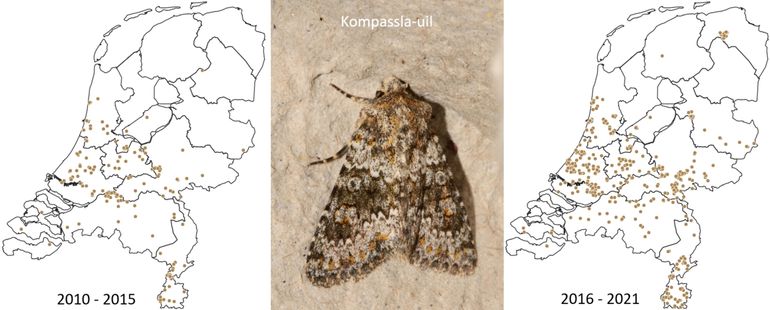 Waarnemingen van kompassla-uil vanaf 2010, in twee perioden