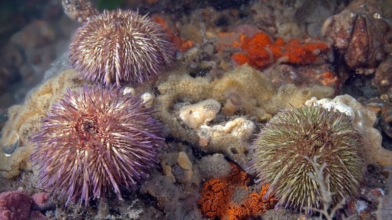 Van de stekelige zee-egels uit ons Noordzeegebied leeft alleen de Kleine zeeappel (Psammechinus miliaris) vlakbij de kust op hard substraat 