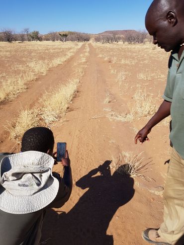 Lion rangers voeren data van een leeuwenspoor in in de app