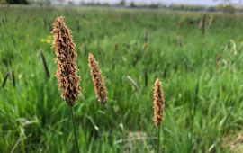 Grote vossenstaart, gras bloei