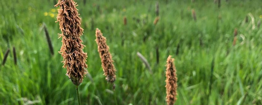 Grote vossenstaart, gras bloei