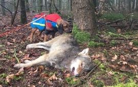 Dode wolf in het bos bij Epe