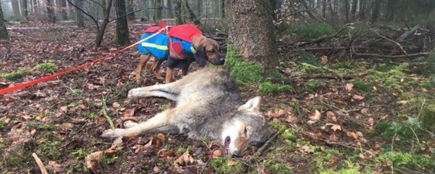 Dode wolf in het bos bij Epe