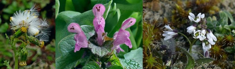 Klein kruiskruid, paarse dovenetel en vroegeling