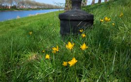 Bostulpen langs het Kanaal door Walcheren, de rijkste Zeeuwse groeiplaats