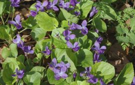 Viola odorata, Maarts viooltje