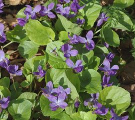 Viola odorata, Maarts viooltje